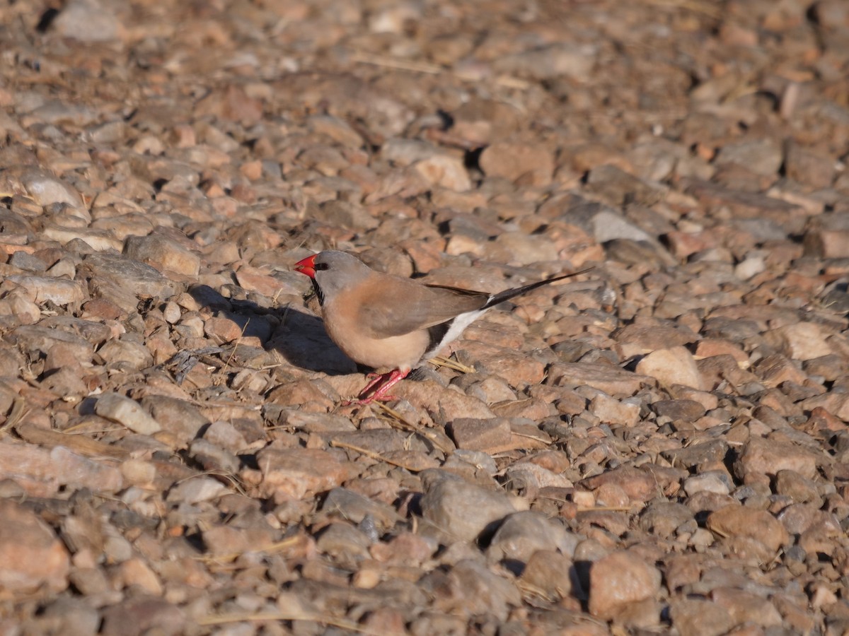 Long-tailed Finch - ML610388356