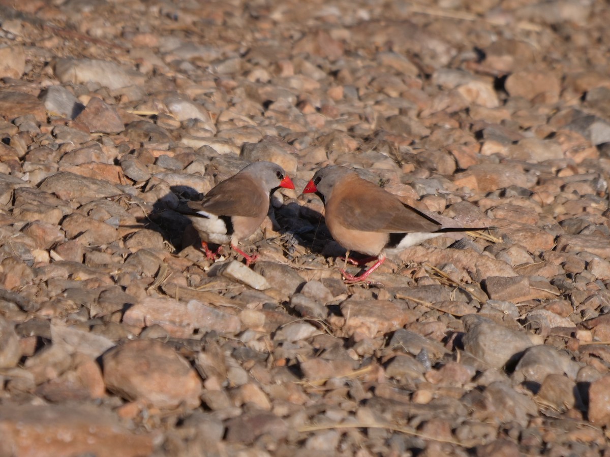 Long-tailed Finch - ML610388357