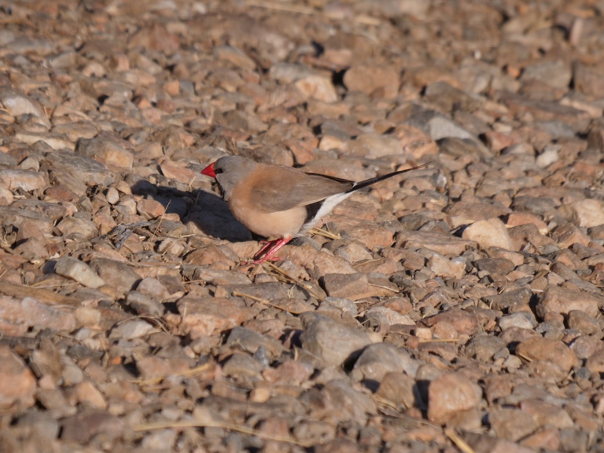 Long-tailed Finch - ML610388358