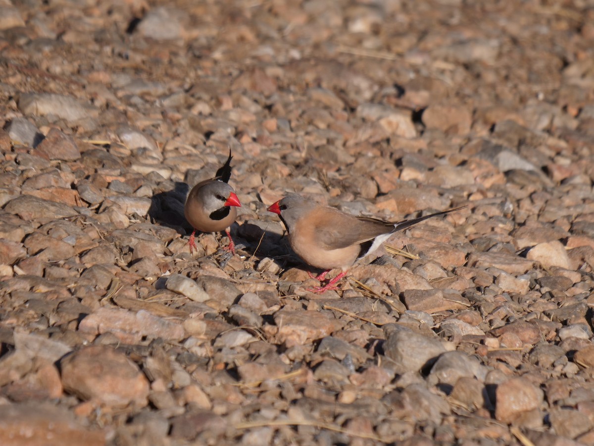 Long-tailed Finch - ML610388359