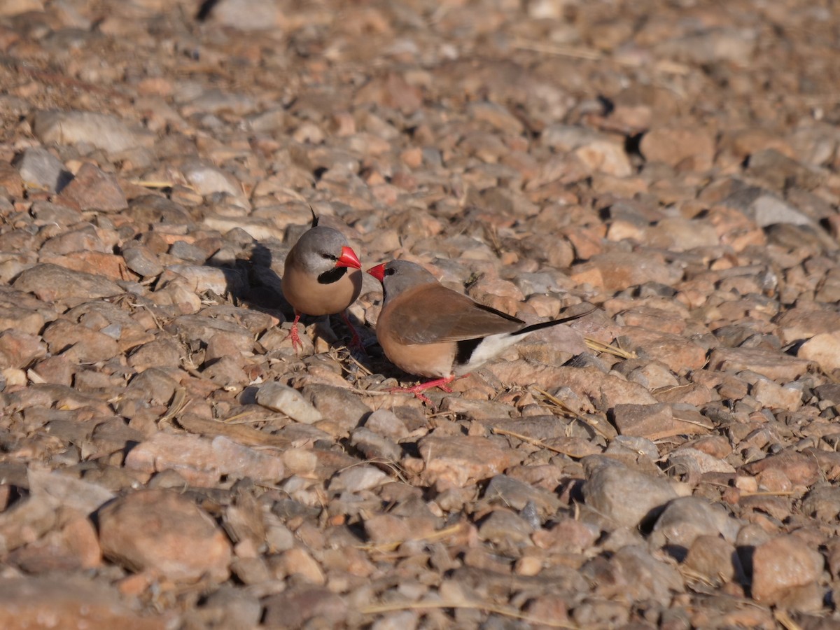 Long-tailed Finch - ML610388361