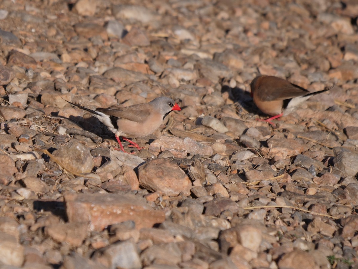 Long-tailed Finch - ML610388362