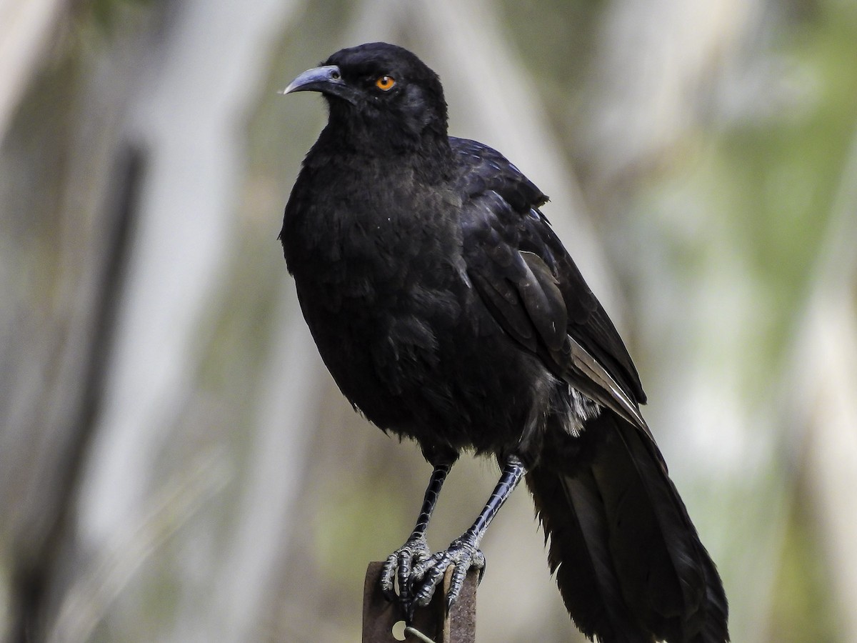 White-winged Chough - ML610388370