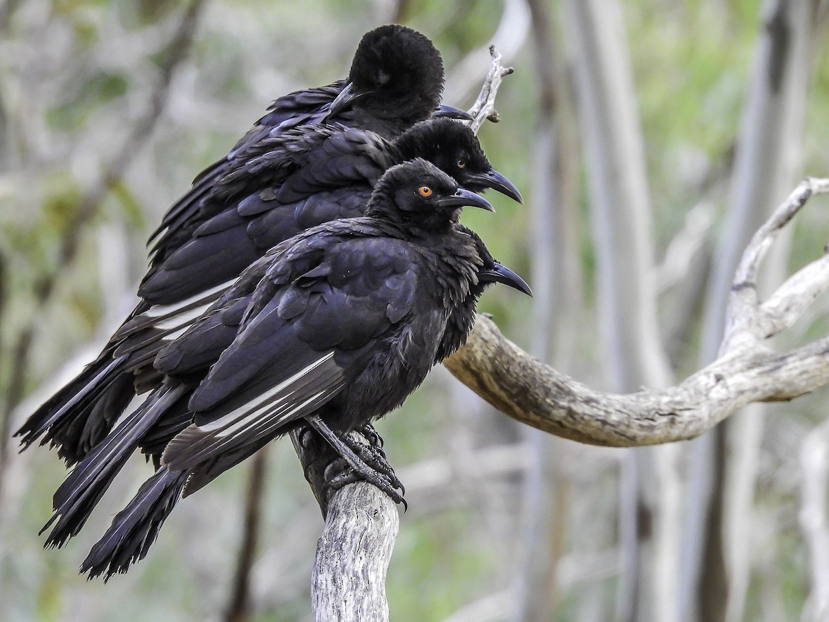 White-winged Chough - Kathie Thomas