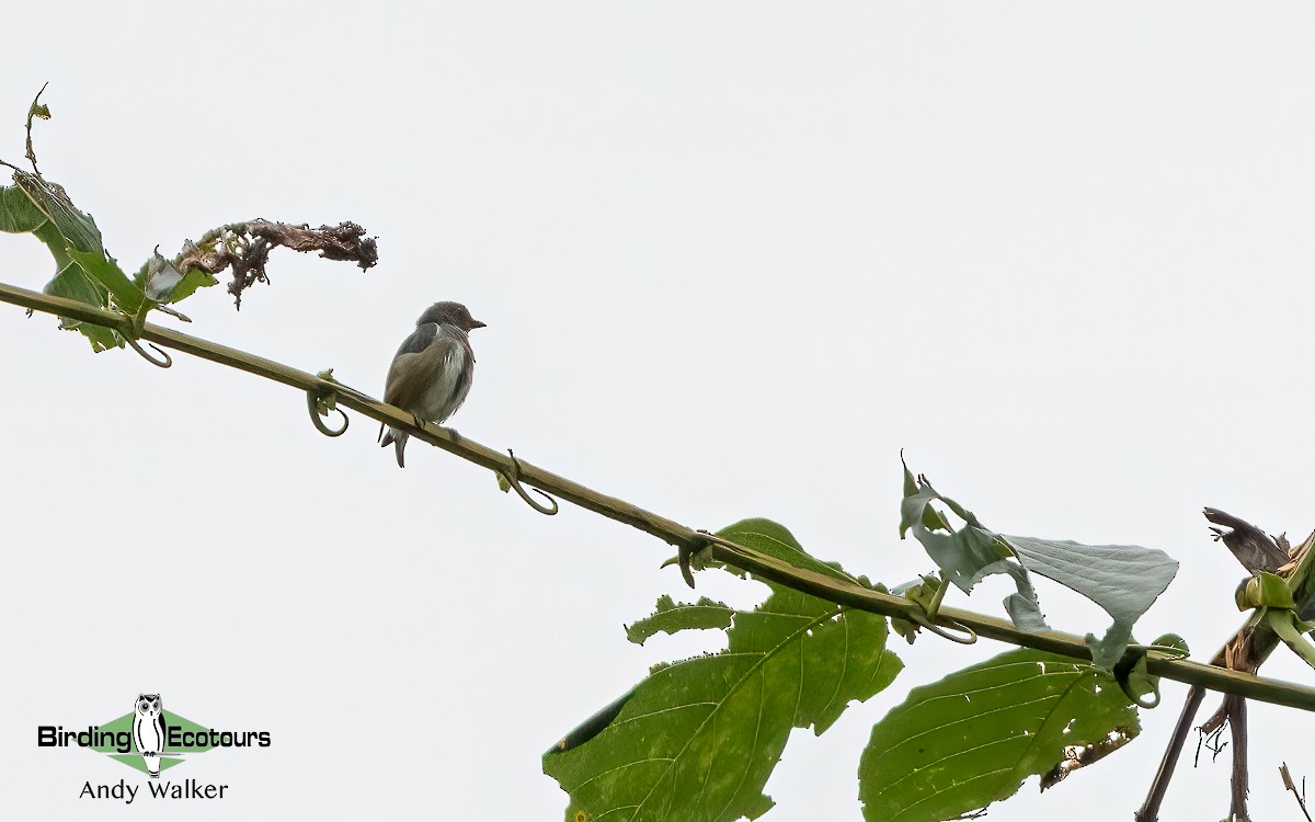 Red-banded Flowerpecker - ML610388372