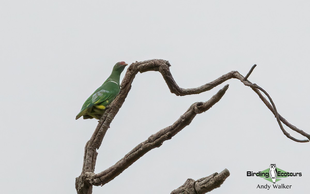 Knob-billed Fruit-Dove - ML610388382