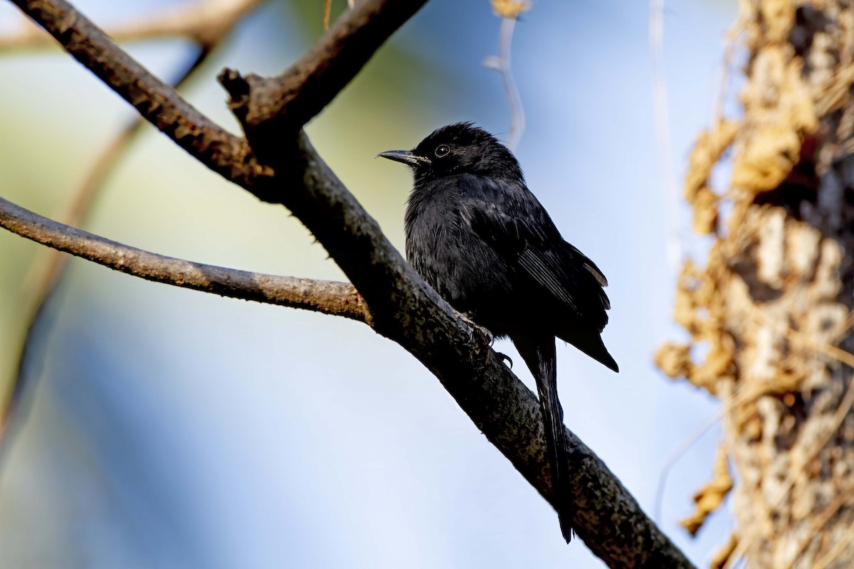 Northern Black-Flycatcher - Michael Dvorak