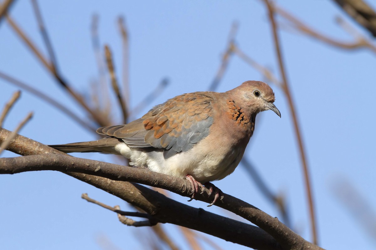 Laughing Dove - Michael Dvorak