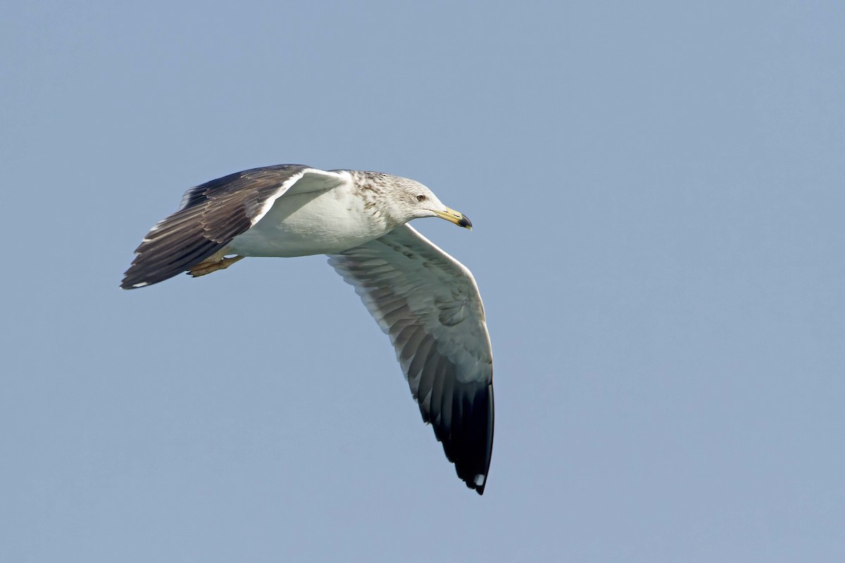 Lesser Black-backed Gull - Michael Dvorak