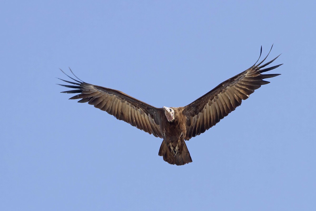 Hooded Vulture - Michael Dvorak