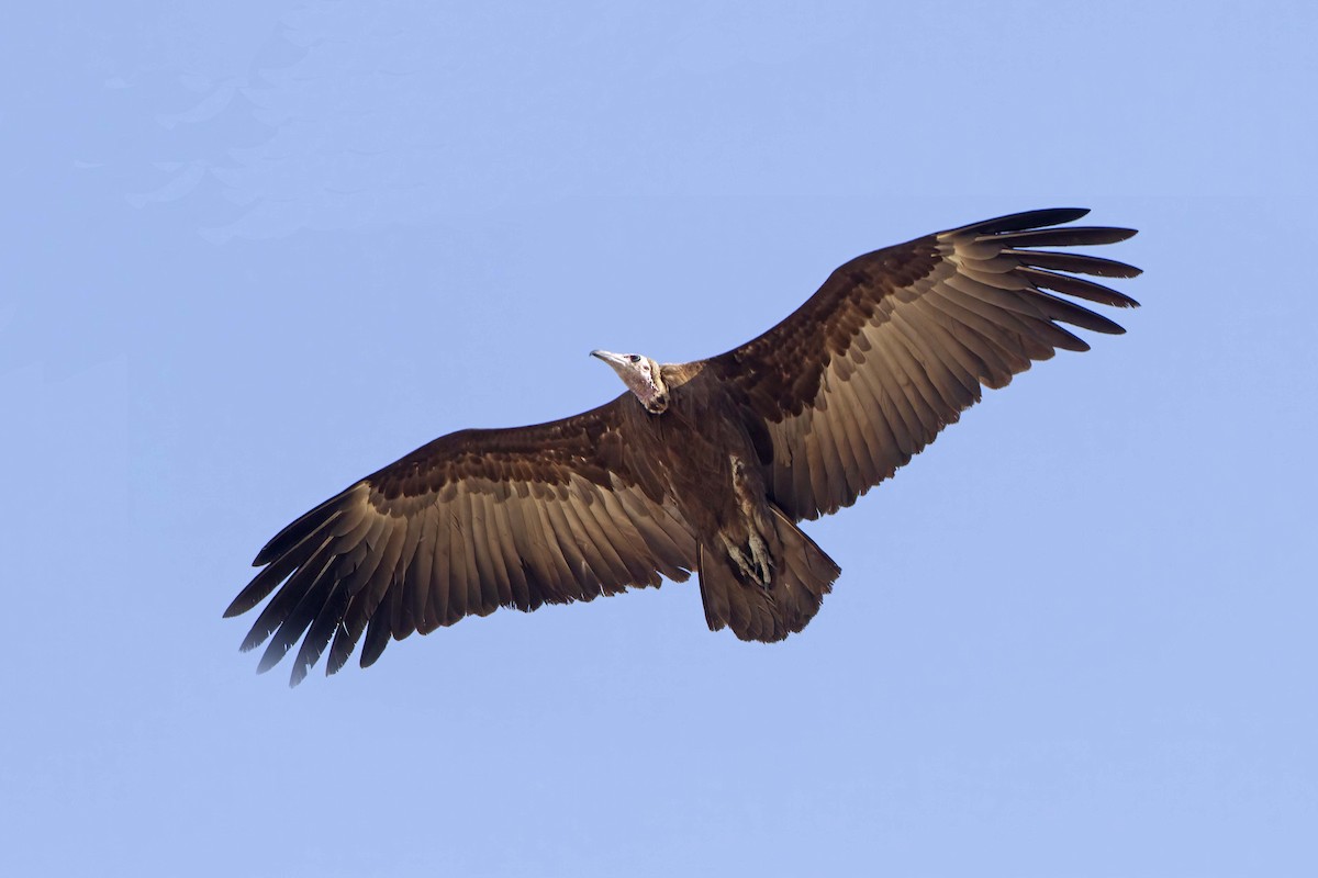 Hooded Vulture - Michael Dvorak