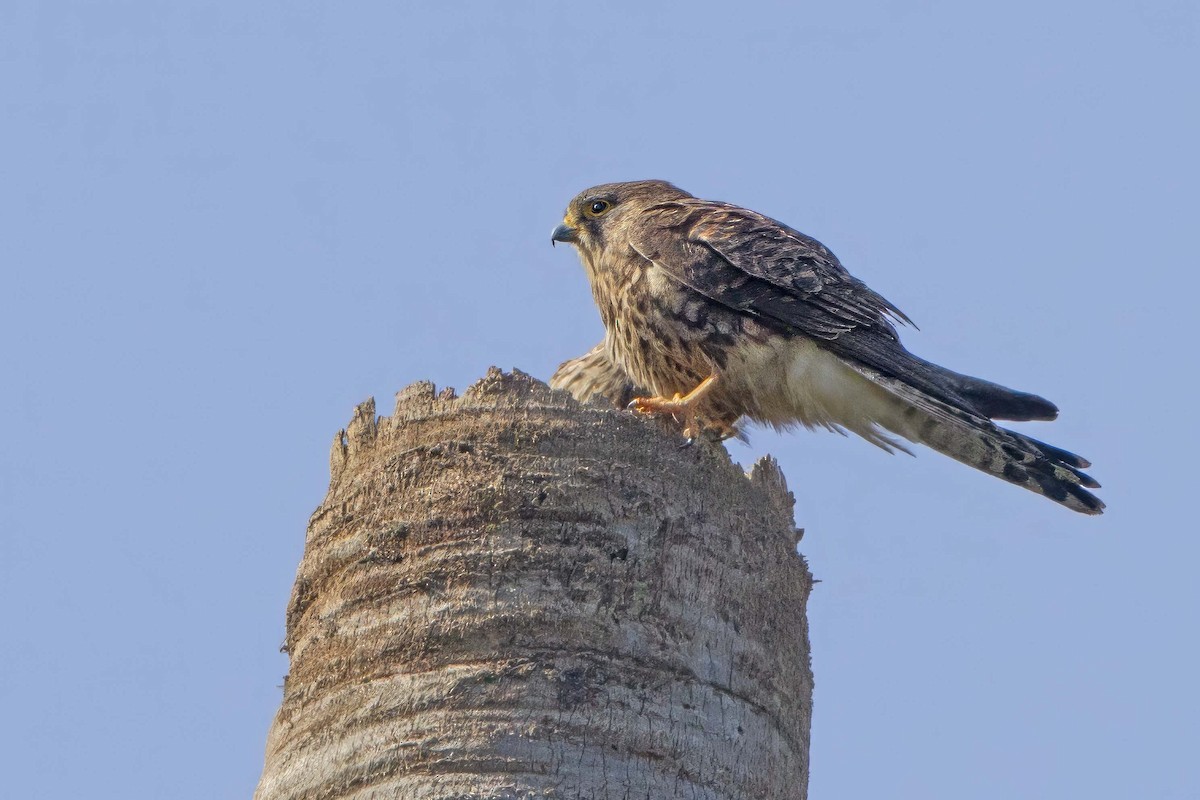 Eurasian Kestrel - Michael Dvorak