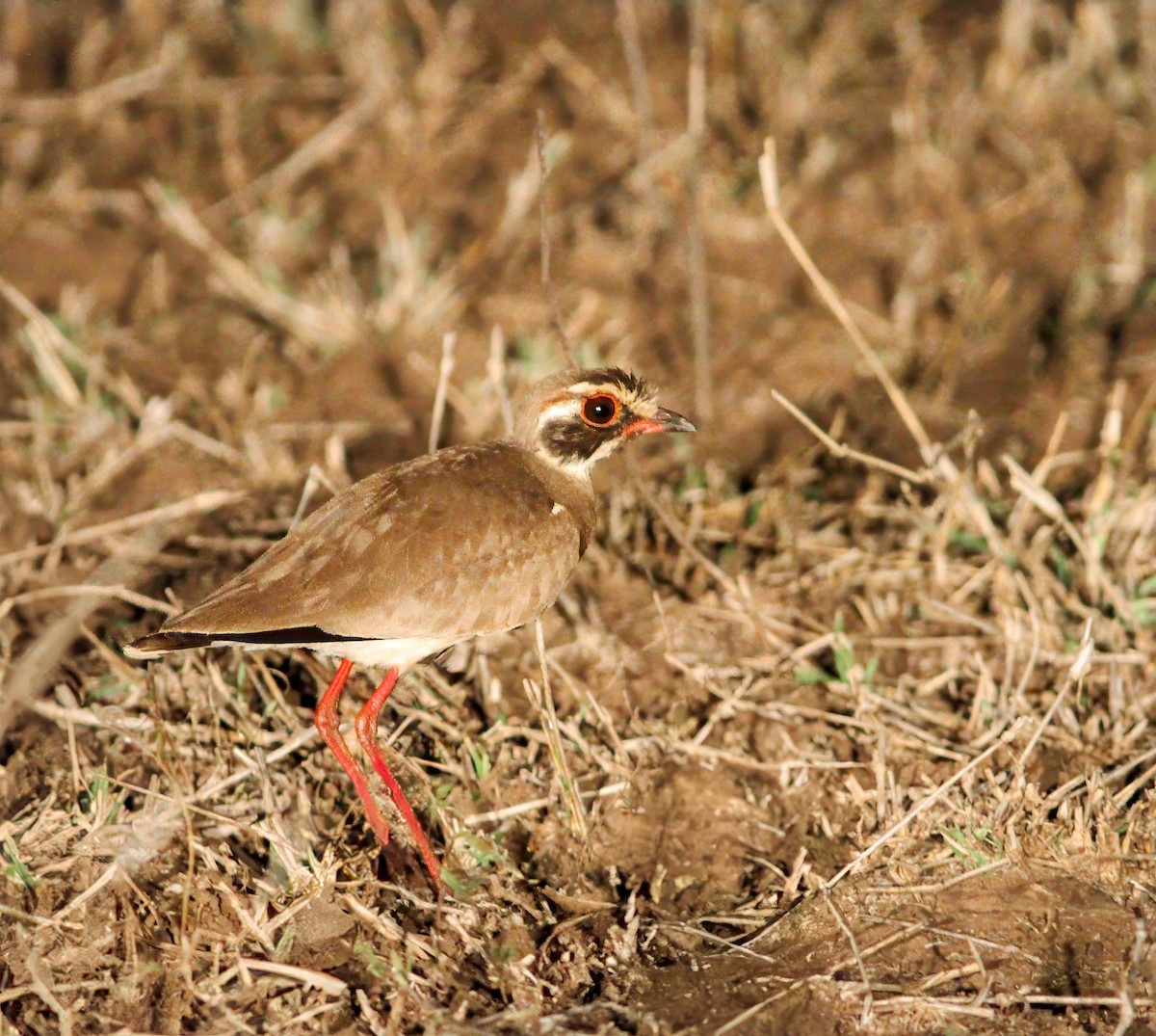 Bronze-winged Courser - Per Smith