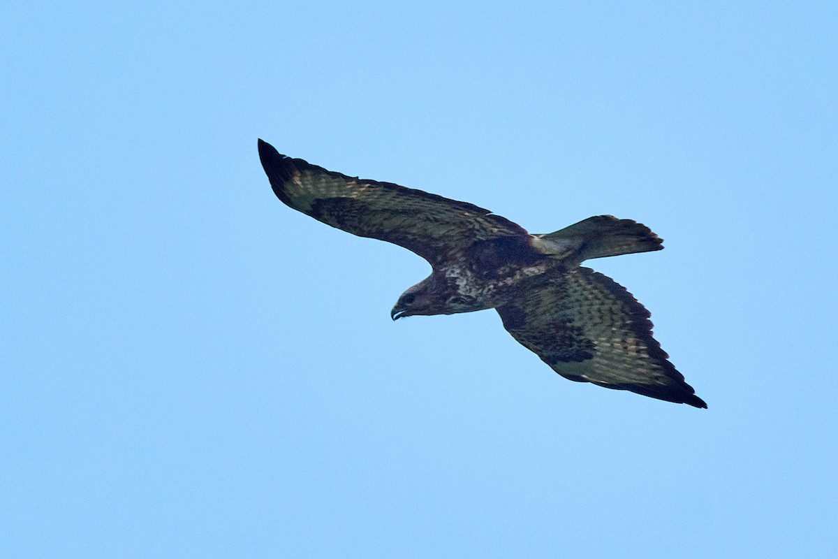 Common Buzzard (Corsican) - ML610388510