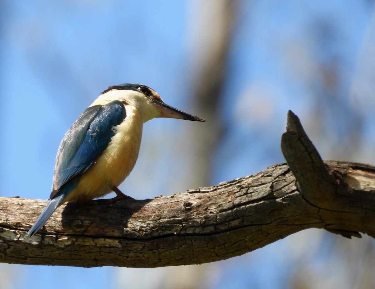 Sacred Kingfisher - Joanne Thompson