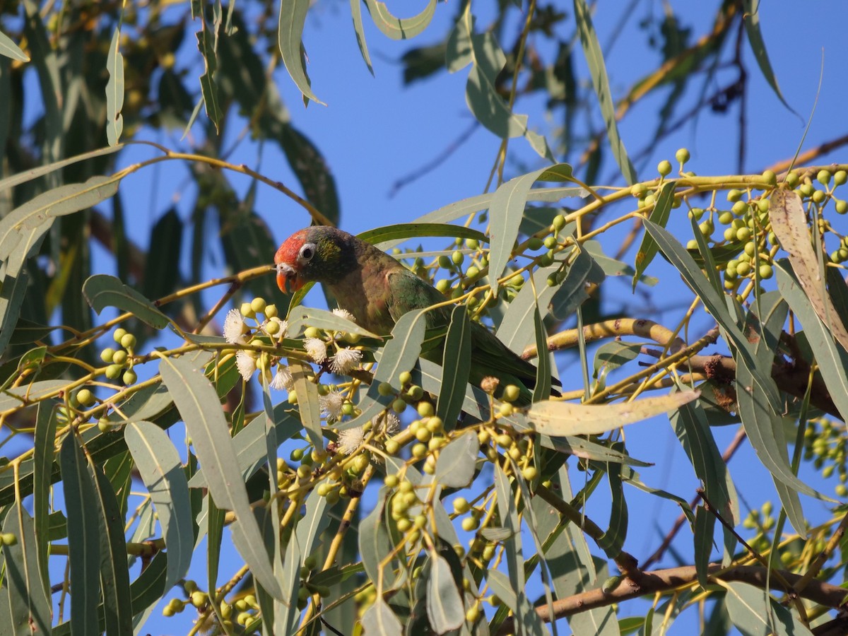 Varied Lorikeet - ML610388572