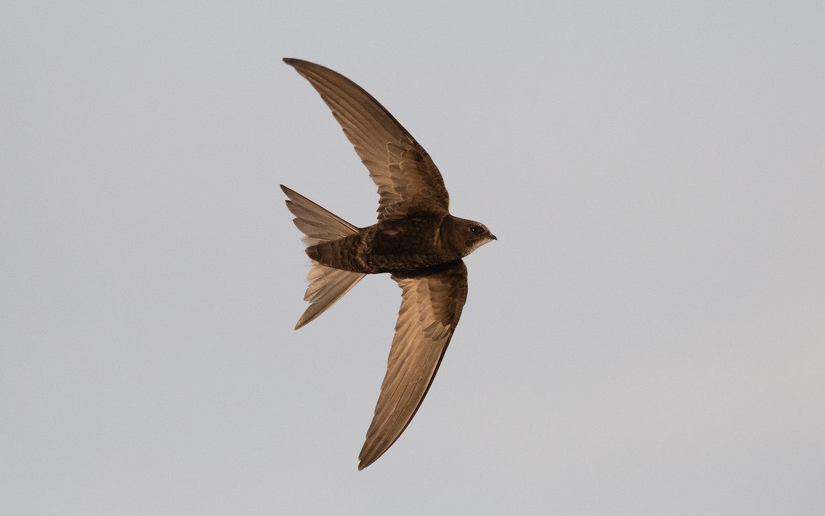 Common Swift - ML610388577