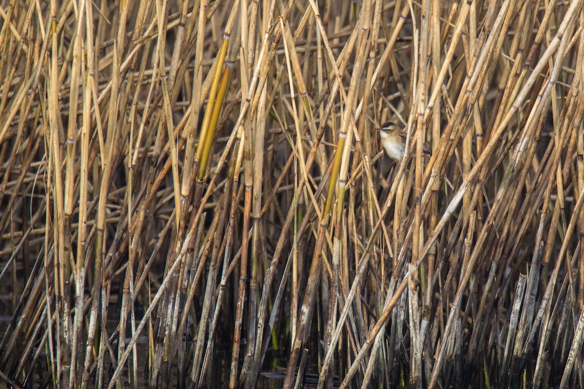 Moustached Warbler - ML610388597