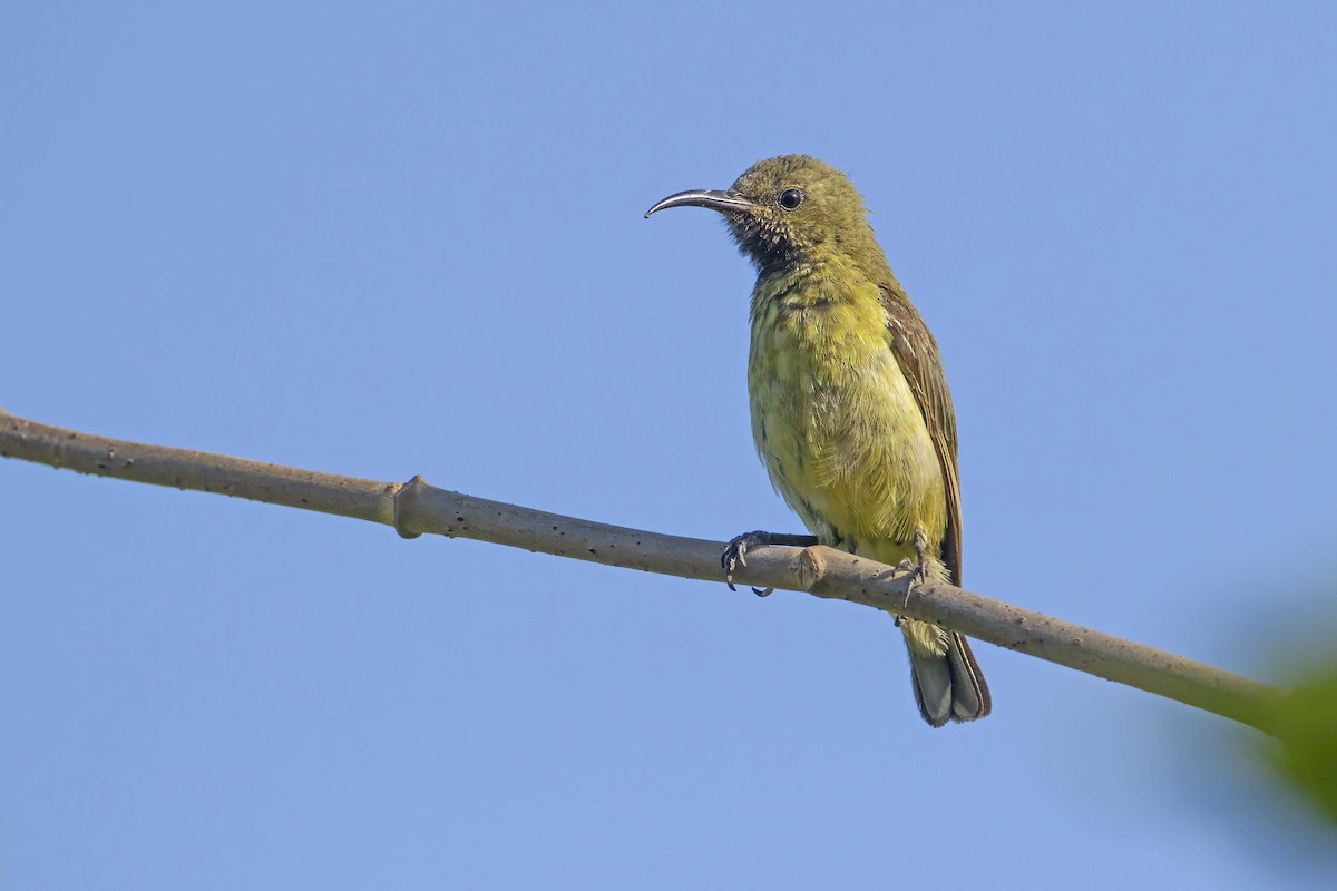 Variable Sunbird - Michael Dvorak