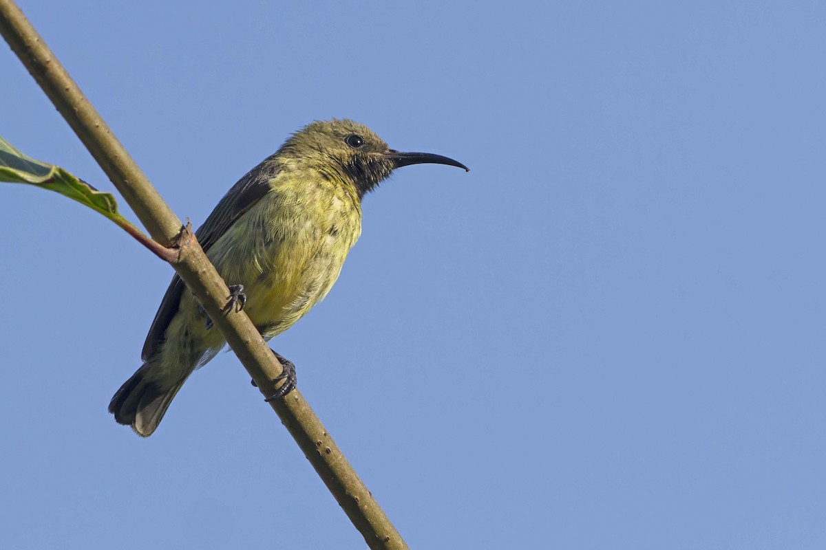 Variable Sunbird - Michael Dvorak