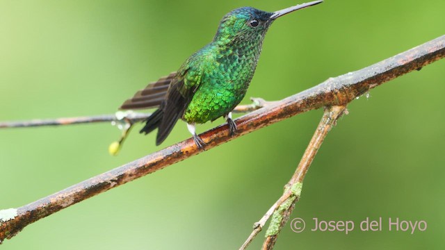 Indigo-capped Hummingbird - ML610388635