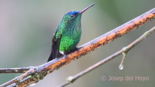 Indigo-capped Hummingbird - ML610388661