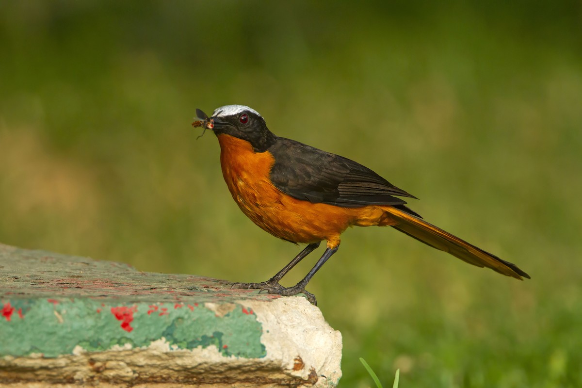 White-crowned Robin-Chat - Michael Dvorak