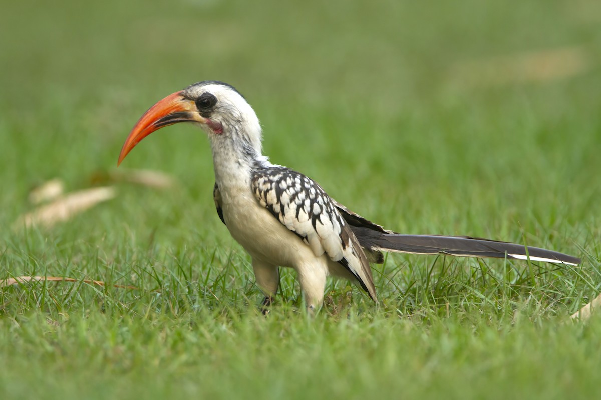 Western Red-billed Hornbill - Michael Dvorak