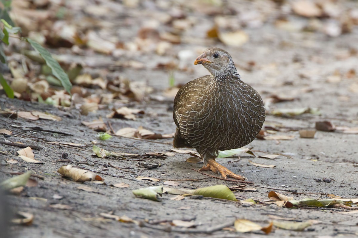 Ahanta Spurfowl - Michael Dvorak