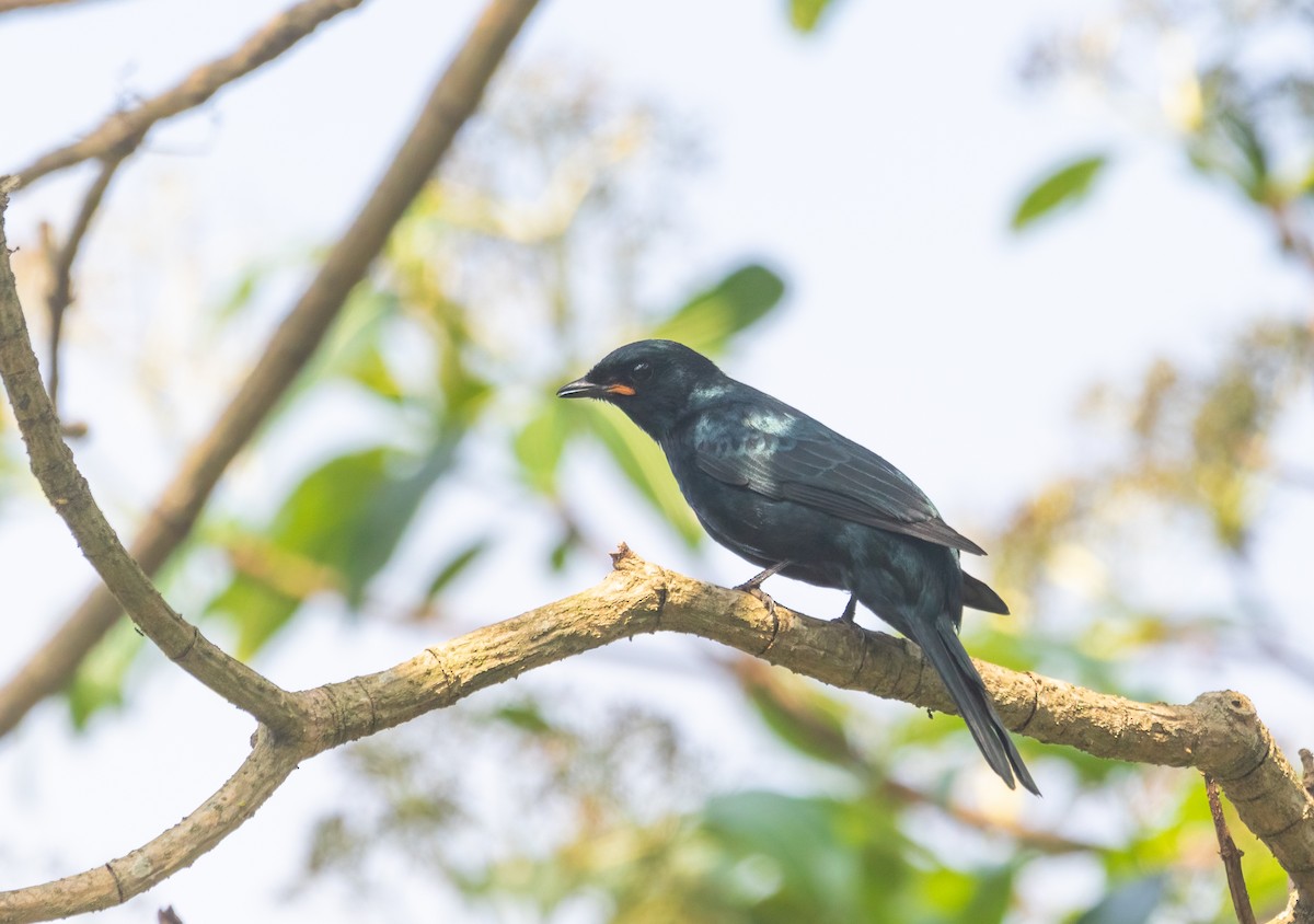 Black Cuckooshrike - ML610388829