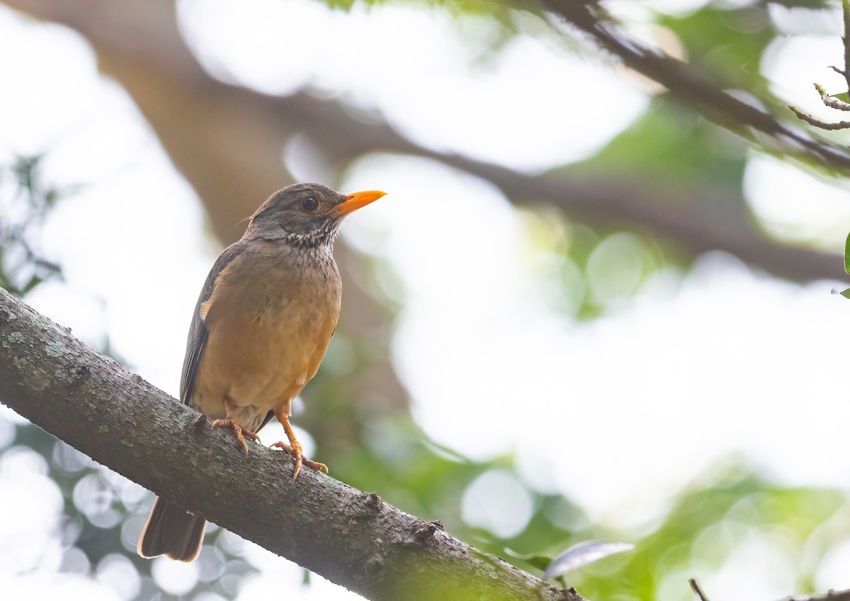 Kurrichane Thrush - Decklan Jordaan