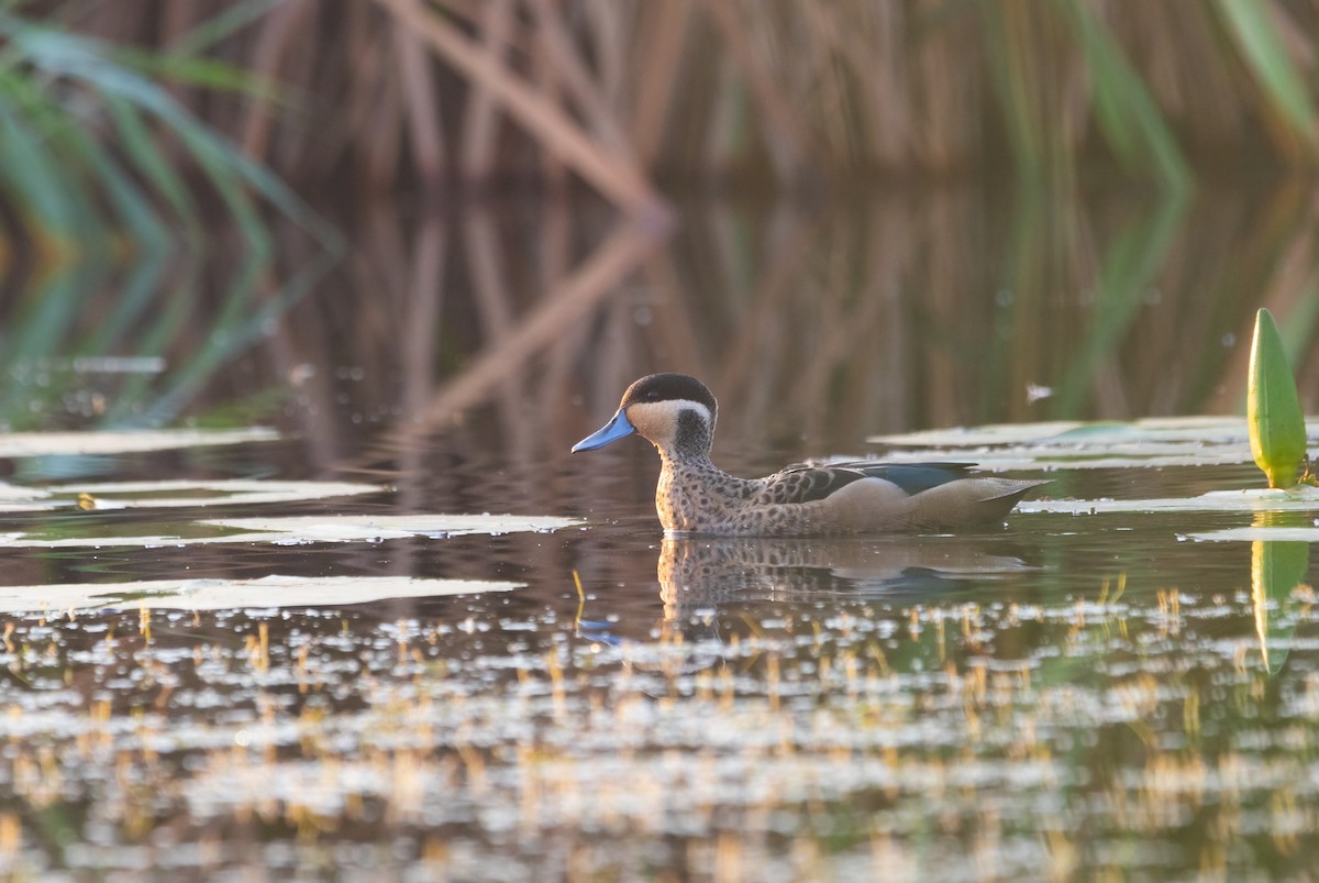 Blue-billed Teal - Decklan Jordaan