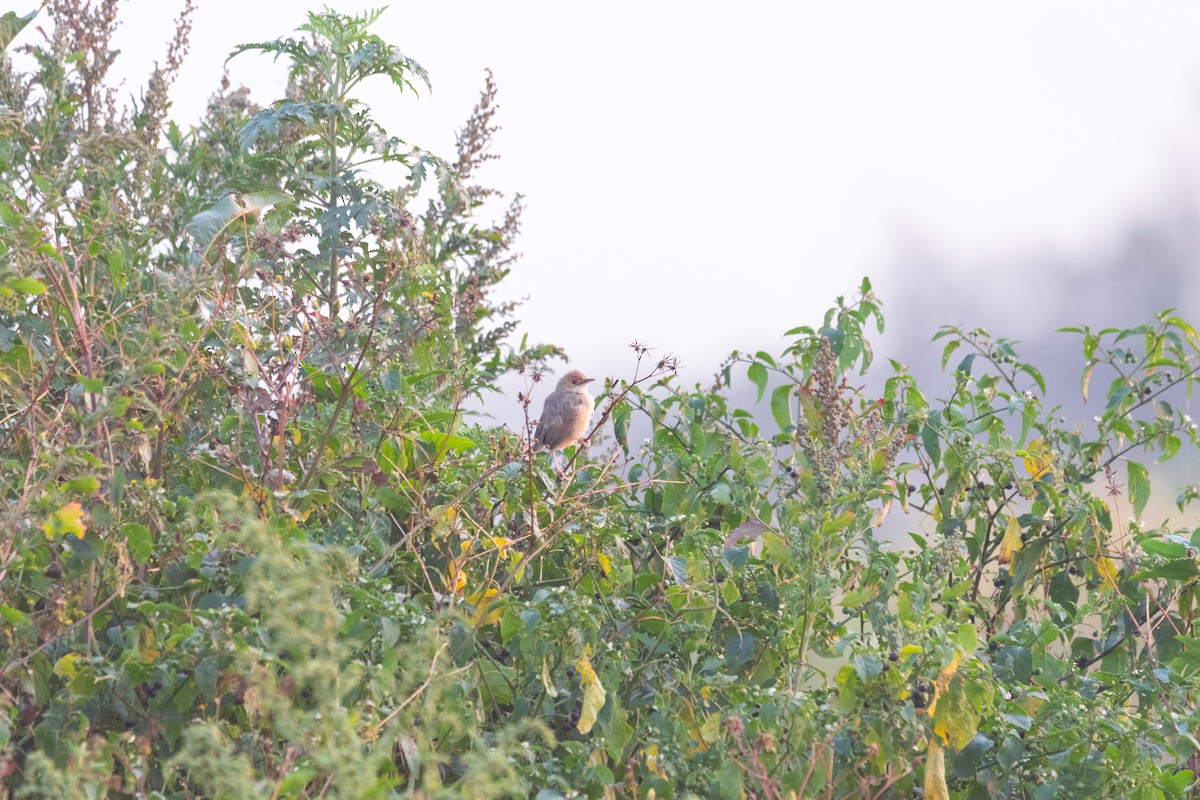 Red-faced Cisticola - Decklan Jordaan