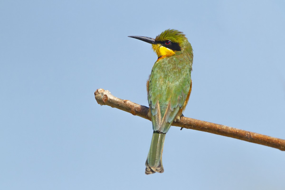 Little Bee-eater - ML610388894