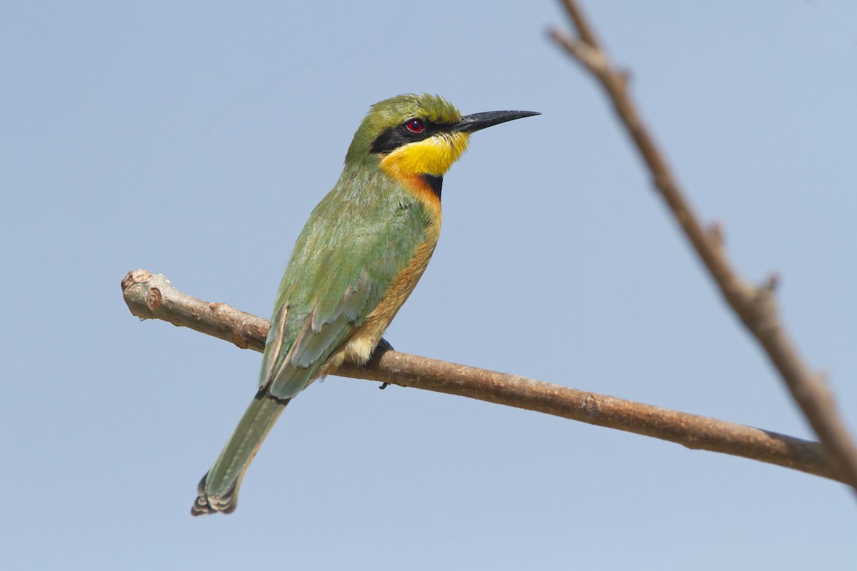 Little Bee-eater - ML610388895