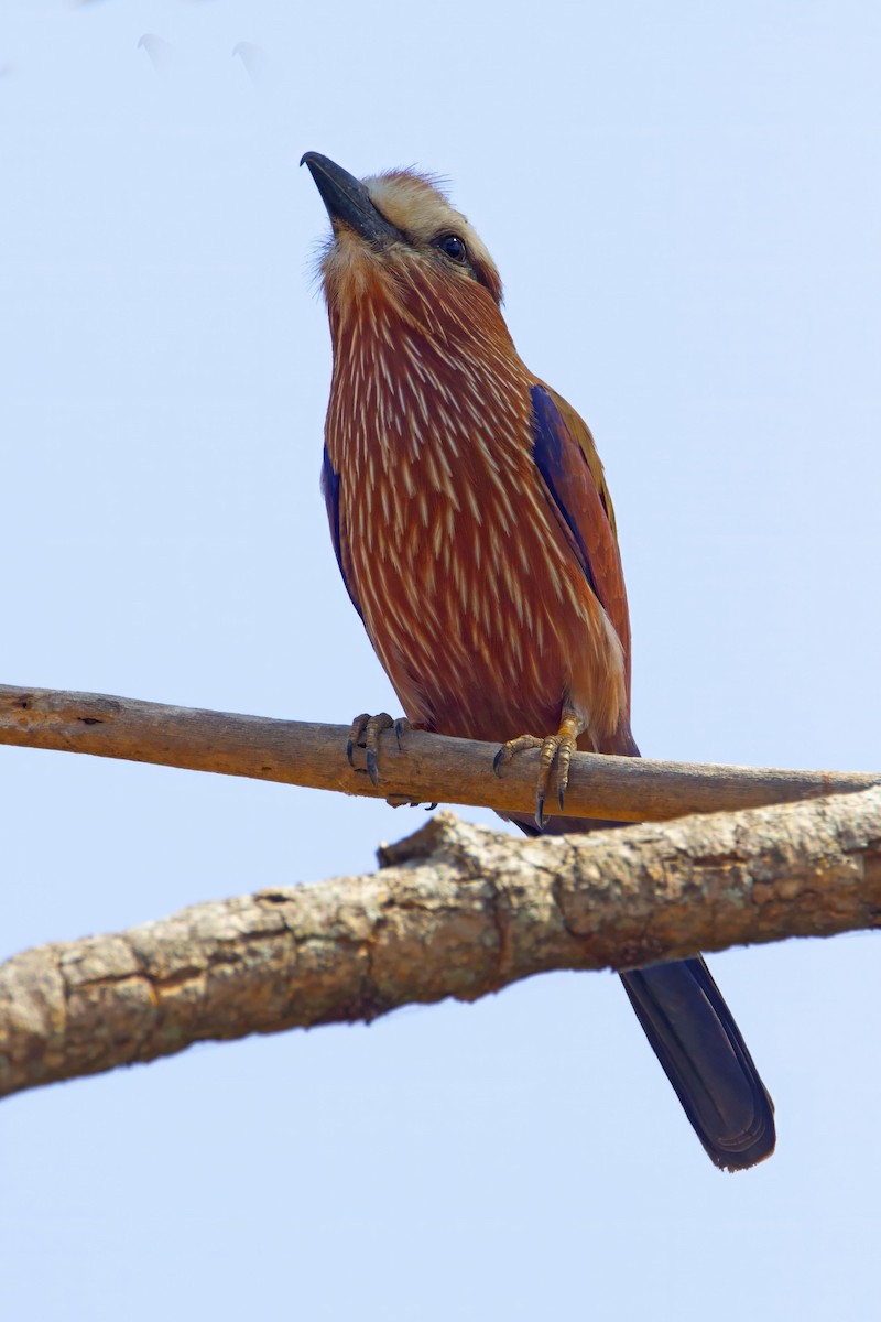 Rufous-crowned Roller - Michael Dvorak