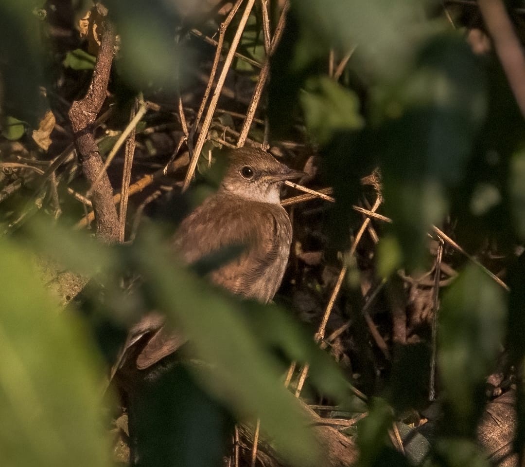 Thrush Nightingale - ML610388955