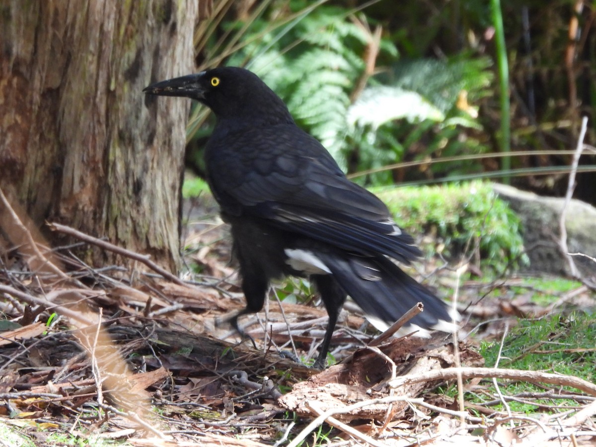 Gray Currawong (Clinking) - Kevin Seymour