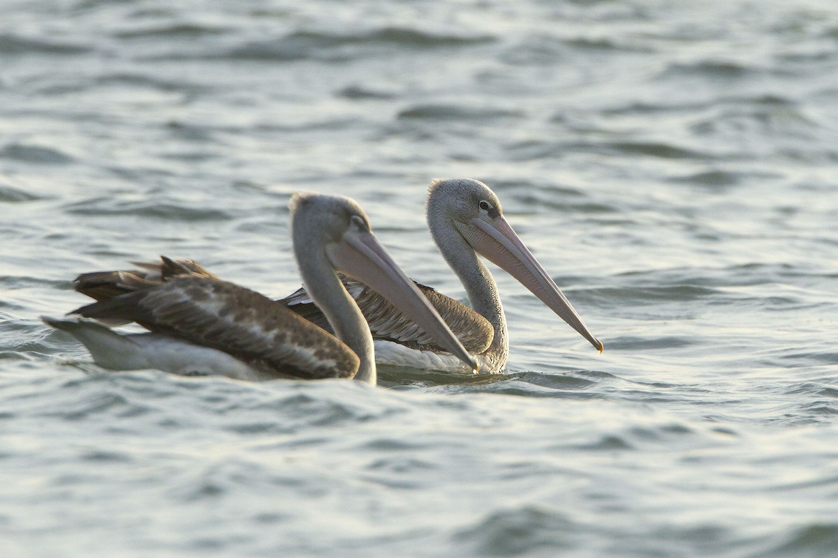 Pink-backed Pelican - Michael Dvorak