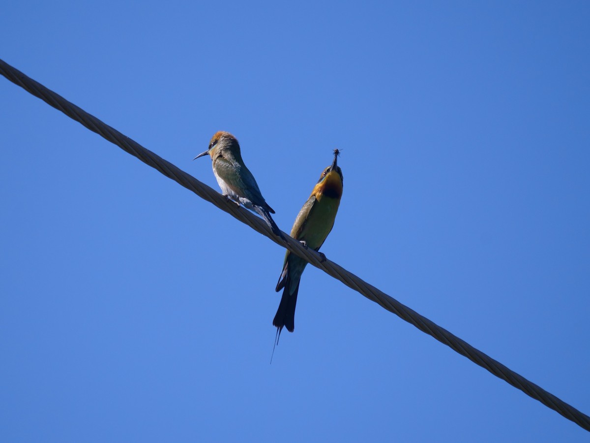 Rainbow Bee-eater - ML610389008