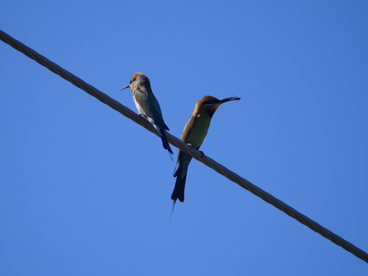 Rainbow Bee-eater - ML610389010