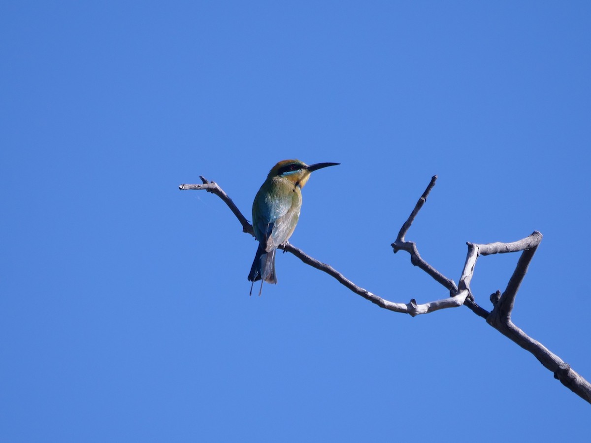 Rainbow Bee-eater - Frank Coman