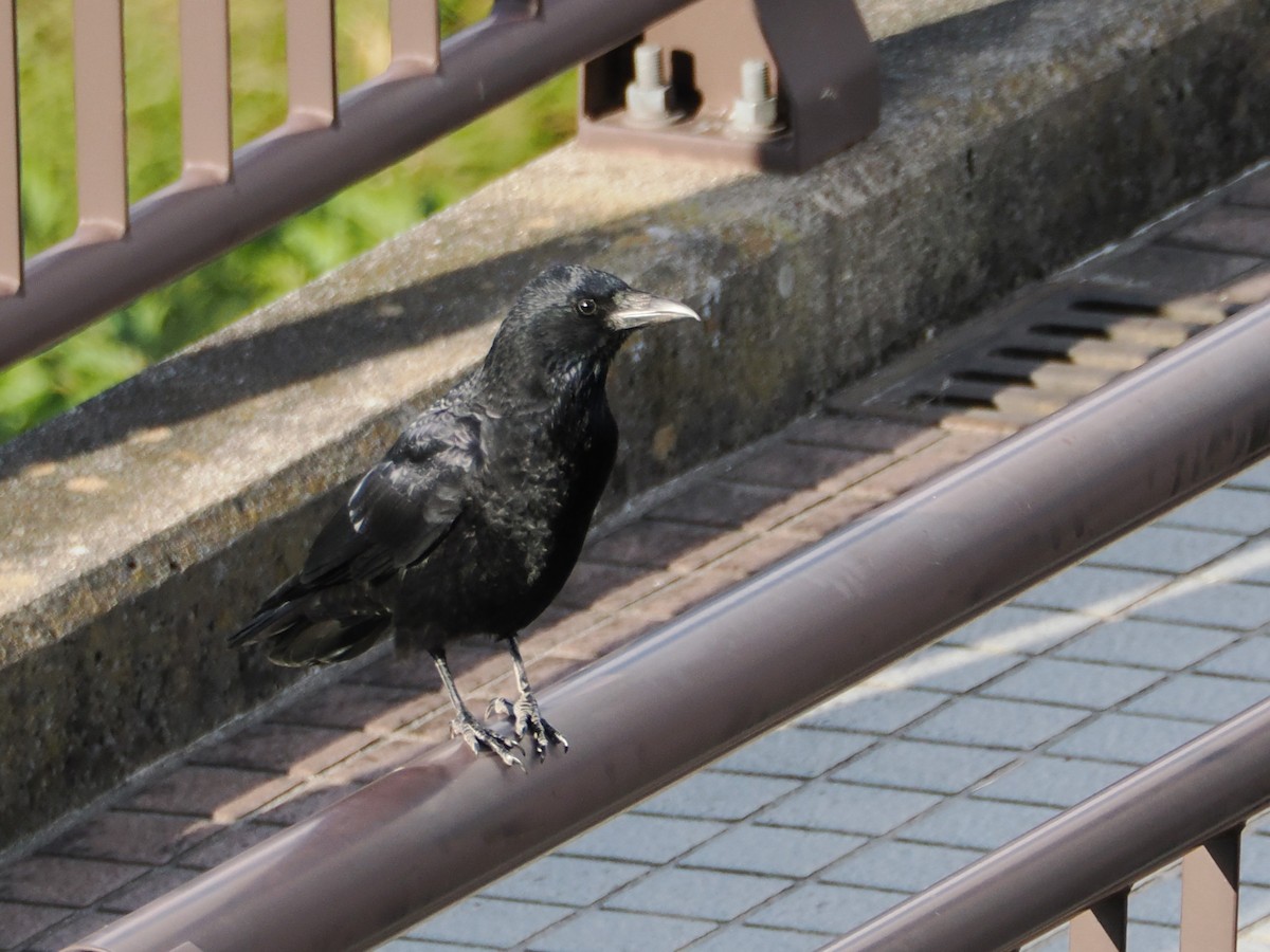 Carrion Crow - ML610389038