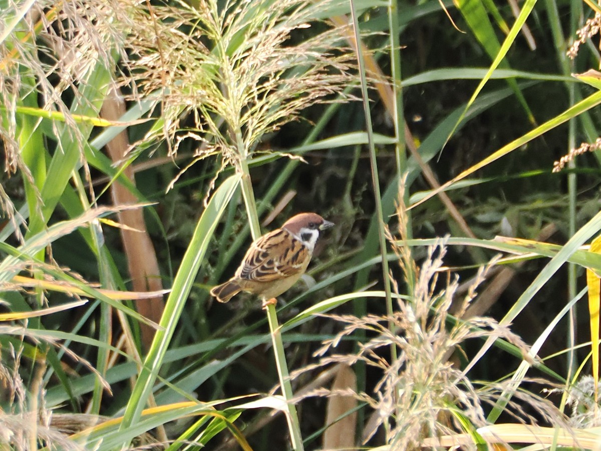 Eurasian Tree Sparrow - ML610389043