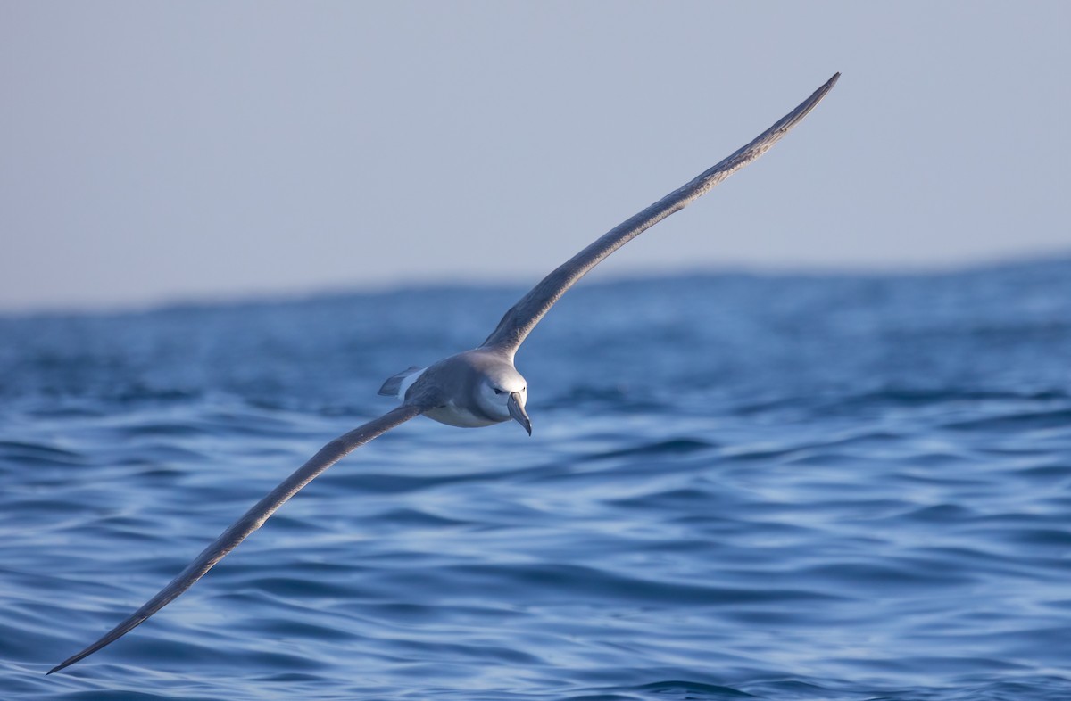 White-capped Albatross - Decklan Jordaan