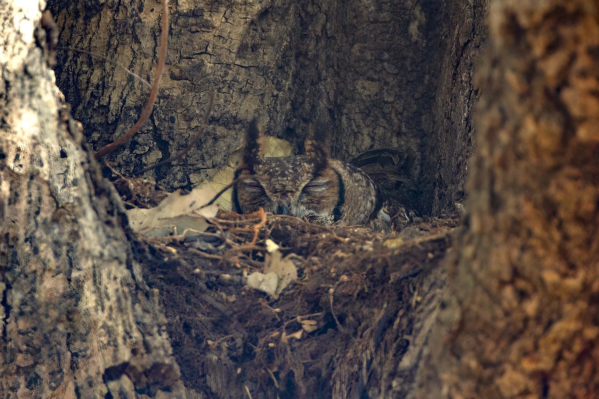 Grayish Eagle-Owl - Michael Dvorak