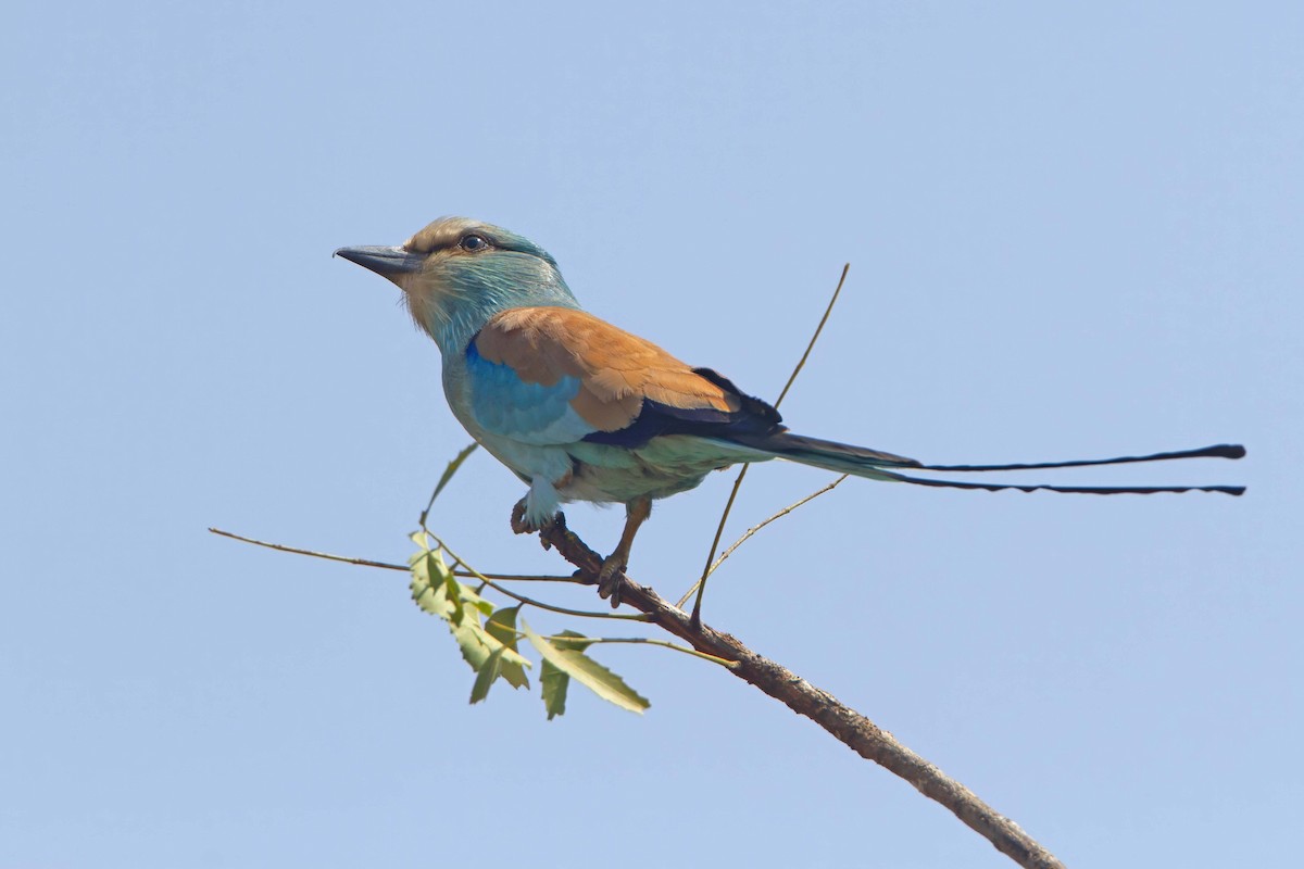 Abyssinian Roller - Michael Dvorak