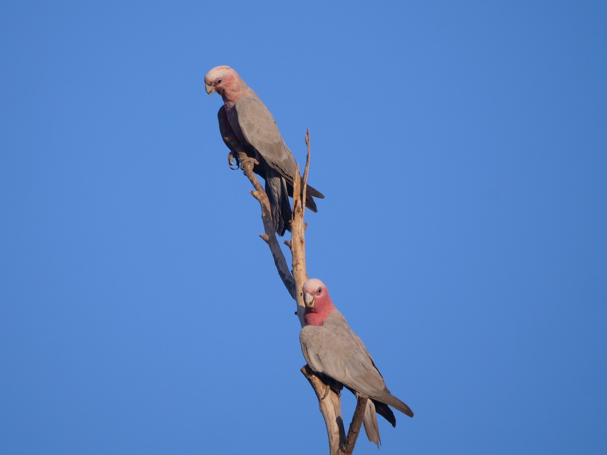 Galah - ML610389098