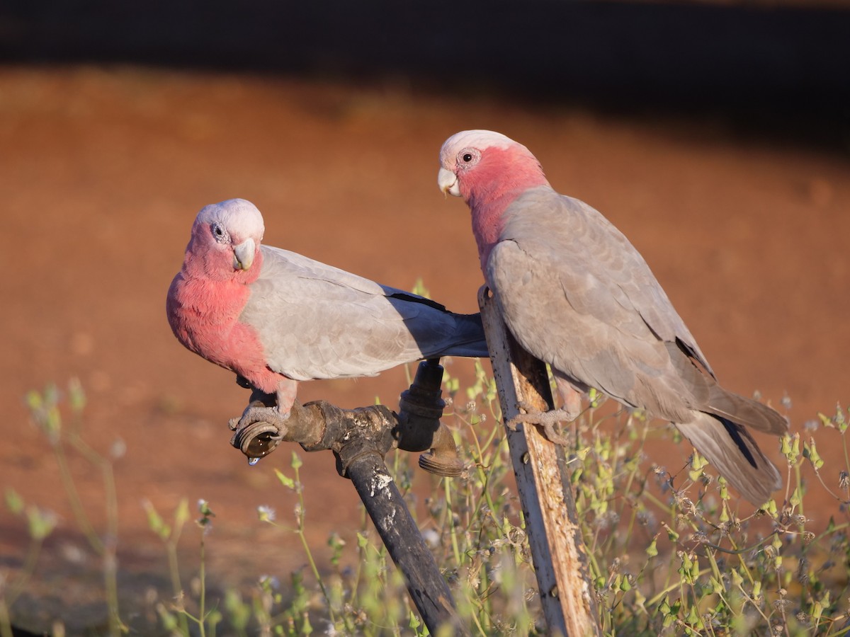 Galah - ML610389100