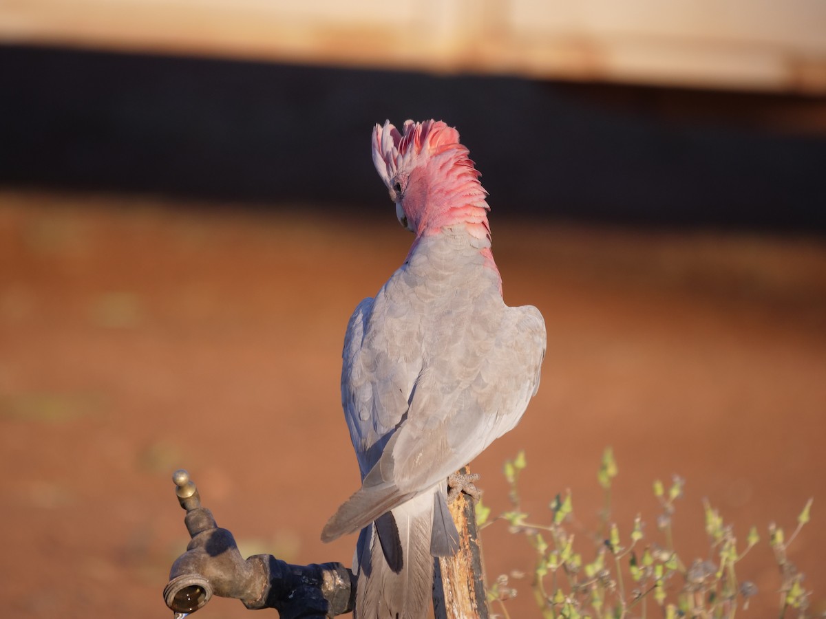 Galah - ML610389102